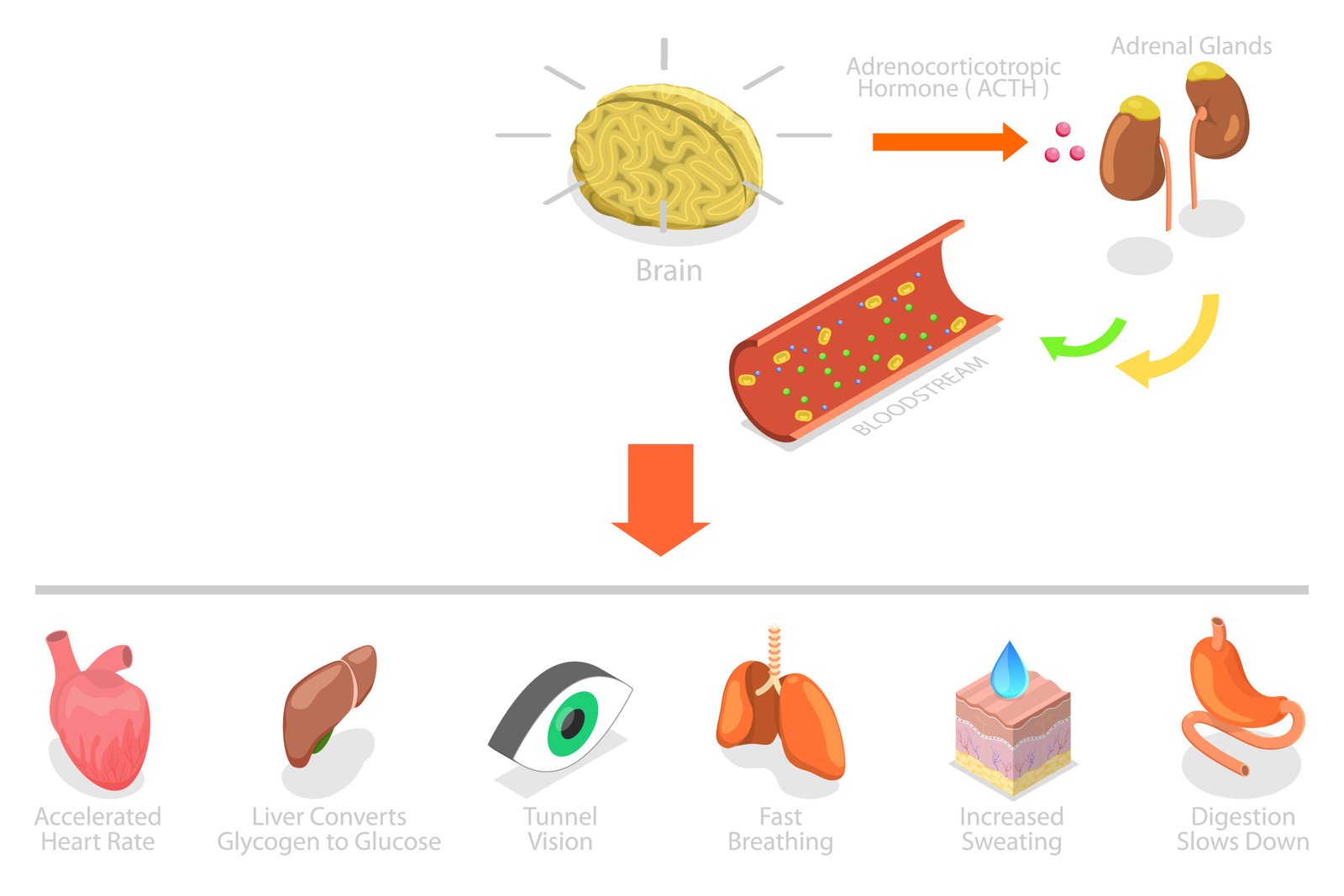 Isometric illustration of nervous system regulation and the stress response process
