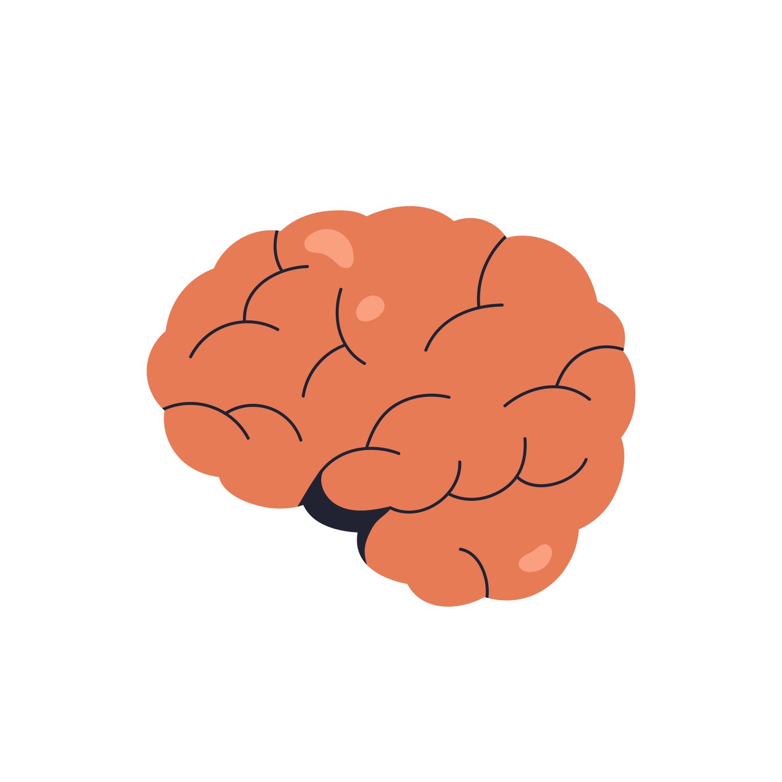 Brain illustration representing cognitive benefits of creatine