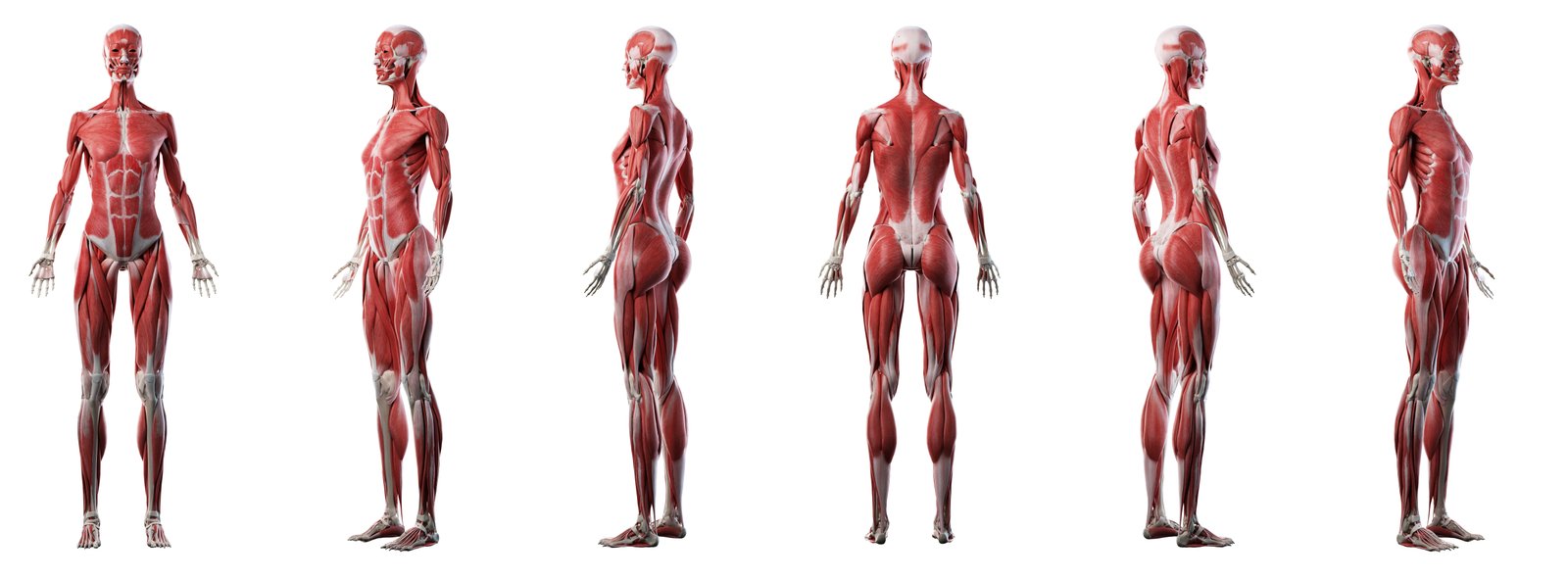 Illustration of the muscle system, relevant to creatine and muscle health